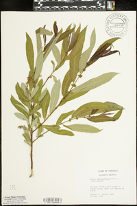 Salix caroliniana image