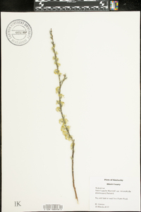 Salix humilis var. microphylla image