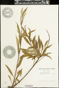 Salix arbusculoides image