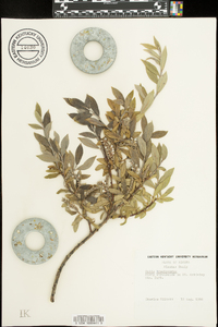 Salix brachycarpa image