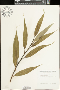 Salix lasiandra image