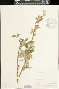 Salix lutea image