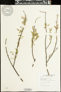 Salix petiolaris image