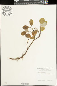 Salix reticulata image