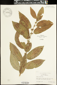 Salix rigida image