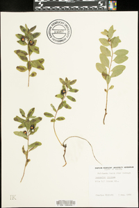 Geocaulon lividum image