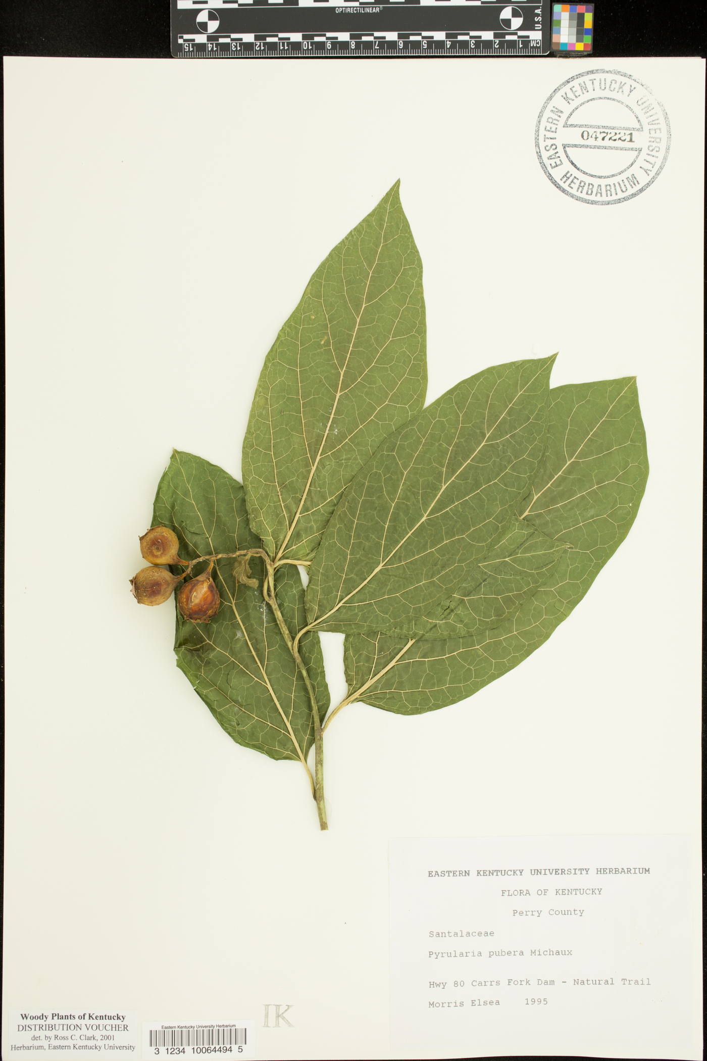 Pyrularia pubera image
