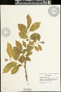 Pyrularia pubera image