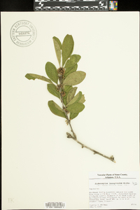 Sideroxylon lanuginosum image