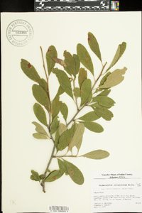 Sideroxylon lanuginosum image