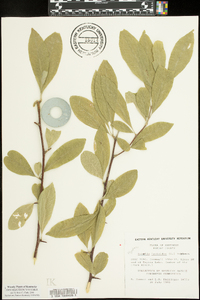 Sideroxylon lycioides image