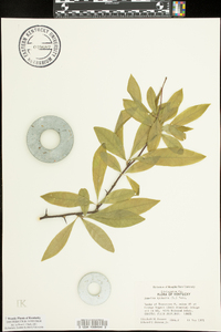 Sideroxylon lycioides image