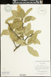 Sideroxylon lycioides image