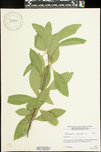 Sideroxylon lycioides image