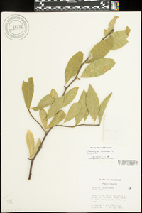 Sideroxylon lycioides image