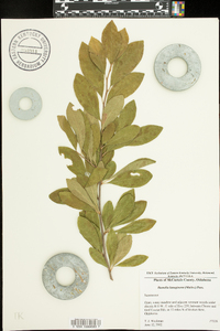 Sideroxylon lanuginosum image