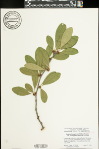 Sideroxylon lanuginosum image