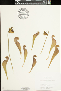 Sarracenia psittacina image