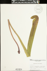 Sarracenia minor image