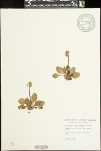 Micranthes virginiensis image