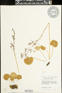 Micranthes nelsoniana var. nelsoniana image