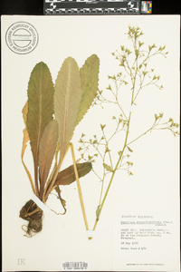 Saxifraga micranthidifolia image