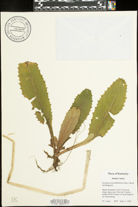 Saxifraga micranthidifolia image