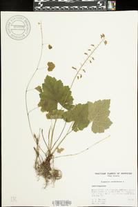 Tiarella cordifolia image