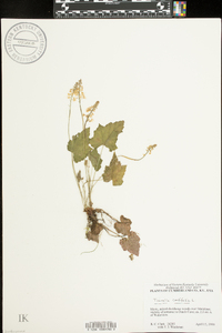 Tiarella cordifolia image