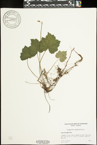 Tiarella cordifolia image