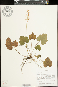 Tiarella cordifolia image