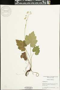 Tiarella cordifolia image