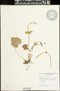 Mitella diphylla image