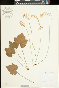 Tiarella cordifolia image