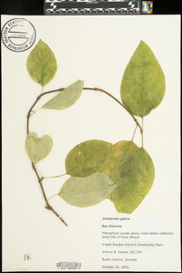 Schisandra glabra image