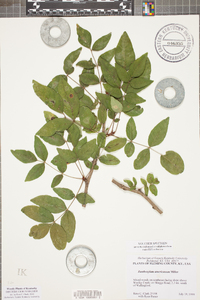 Zanthoxylum americanum image