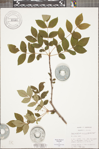 Zanthoxylum americanum image
