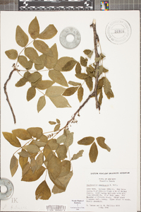 Zanthoxylum americanum image