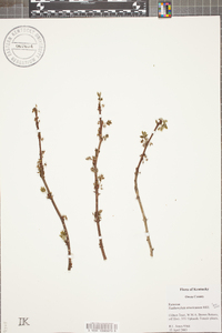 Zanthoxylum americanum image