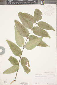 Zanthoxylum americanum image