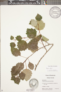 Populus grandidentata image