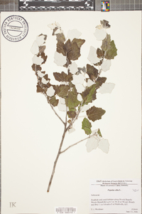 Populus alba image