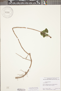 Populus alba image