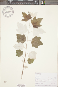 Populus alba image