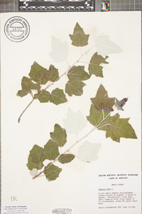 Populus alba image