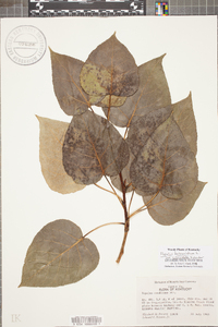 Populus balsamifera image