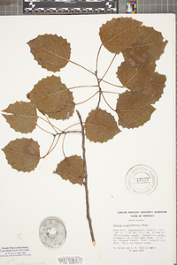 Populus grandidentata image