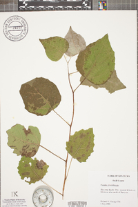 Populus grandidentata image