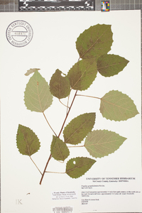 Populus grandidentata image