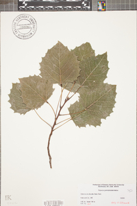 Populus grandidentata image